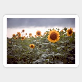 Sunflowers Sticker